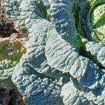 Brassica oleracea 葉