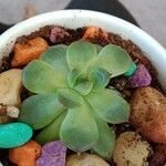 Echeveria colorata List