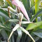 Billbergia distachia 花