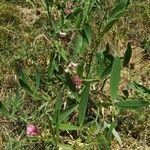 Lathyrus heterophyllus Leaf