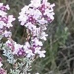 Thymus embergeri Květ