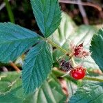 Rubus saxatilis Fruto