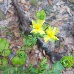 Hypericum tetrapetalum Blomst