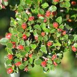 Cotoneaster apiculatus Fruit