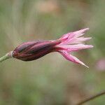 Crupina vulgaris Λουλούδι