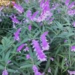 Salvia leucantha फूल