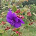 Tibouchina urvilleana Blomst