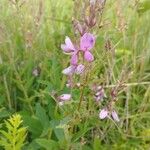 Desmodium canadense Blomst