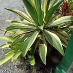 Agave shaferi Листок