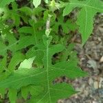 Polymnia canadensis Leaf