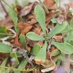 Limonium dodartii Other