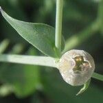 Silene behen Flower