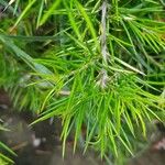 Grevillea juniperina List