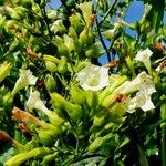 Nicotiana tabacum Blomma