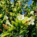 Nicotiana tabacum Blüte