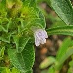 Meiosperma bracteatum Λουλούδι
