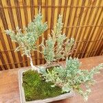 Juniperus horizontalis Hábito