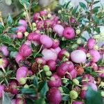 Gaultheria mucronata Fruto