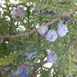 Cupressus leylandii फल