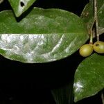 Desmopsis schippii Fruit