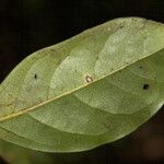 Licaria pachycarpa Hoja