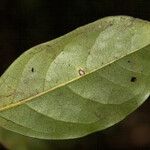 Licaria pachycarpa Blatt