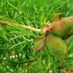 Paeonia tenuifolia Frucht