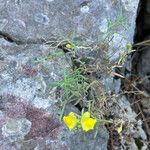 Linaria supina Habit