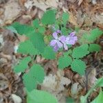 Cardamine chelidonia 花