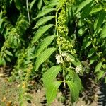 Callicarpa americana Φύλλο