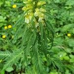 Pedicularis foliosa Kukka