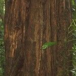Minquartia guianensis 樹皮