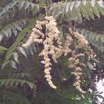 Toona sinensis Кветка