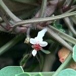 Sarcocapnos enneaphylla Virág