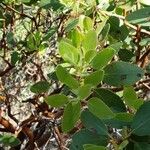 Arctostaphylos pungens Folio