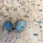 Parinari excelsa Fruto