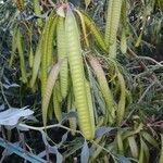 Leucaena leucocephalaFrucht