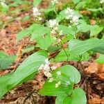 Maianthemum bifolium花