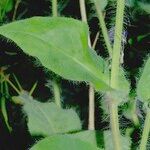 Hieracium plecophyllum Corteccia