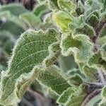 Ruellia bignoniiflora Leaf