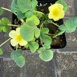 Oxalis megalorrhiza Hoja