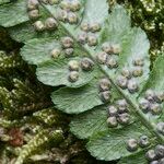 Dryopteris × complexa অন্যান্য