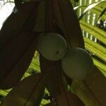 Chrysophyllum cainito Otro