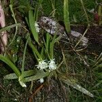Epidendrum octomerioides Hábito