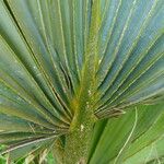 Sabal palmetto برگ