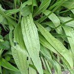 Plantago argentea Likasa