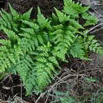 Asplenium onopteris Leaf