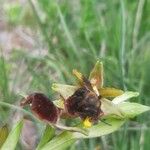Ophrys passionis Flor