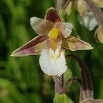 Epipactis palustrisBlomma