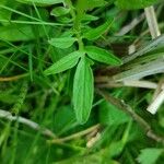 Valeriana dioica Leaf